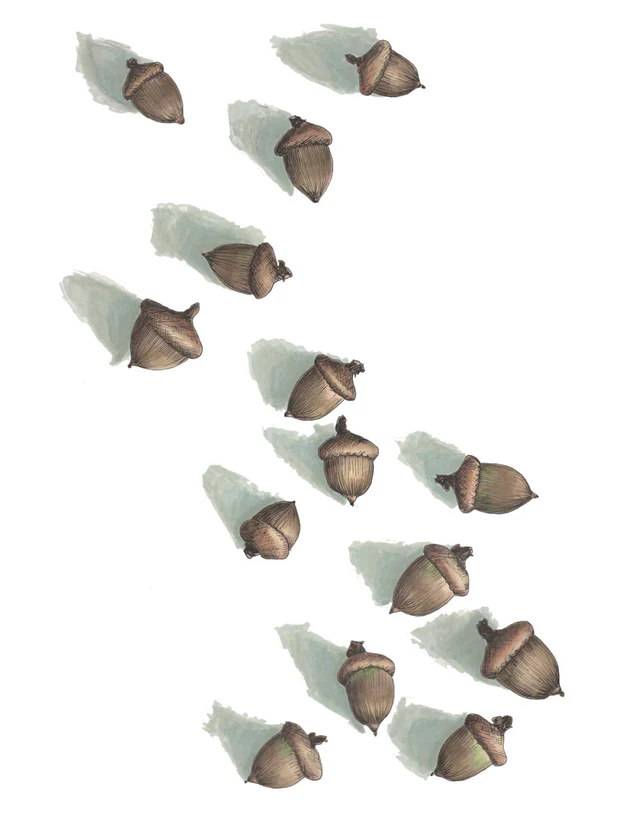 Acorns