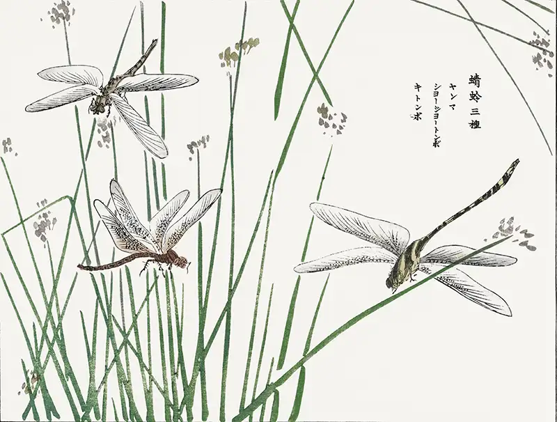 Dragonflies